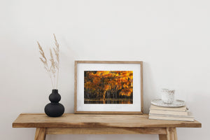 Colour nature photograph of cypress trees with warm autumn foliage and subdued water reflections at sunset.