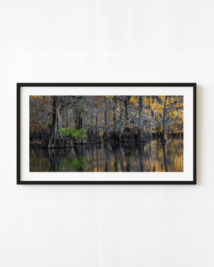 A bright green branch stands out among moss-draped cypress trees reflected in dark water.