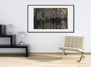 Dark cypress trunks and their reflections contrast with fresh green leaves near the waterline.