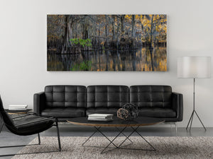 Green leaves reach from a cypress trunk against a dense wooded backdrop and mirrored water.