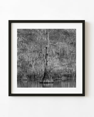 Spanish moss drapes a dense cypress grove above still water in black and white.