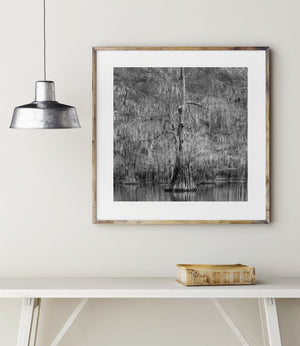 Pale Spanish moss contrasts with dark cypress trunks reflected along the waterline.