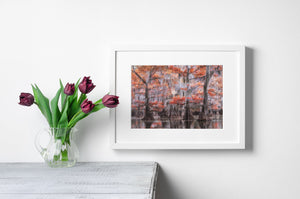 Bare cypress trunks in autumn scene