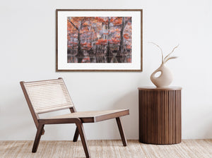 Tranquil swamp forest photo