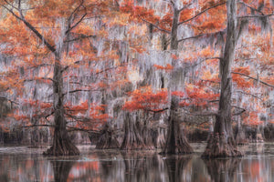 Fall cypress landscape photo