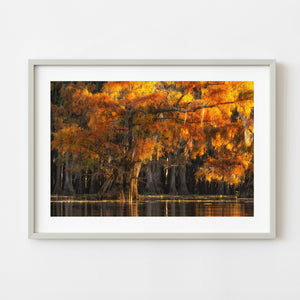 Cypress Autumn Foliage Glowing in Warm Sunset Light