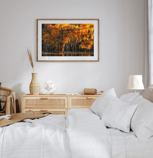Cypress Autumn Foliage Glowing in Warm Sunset Light