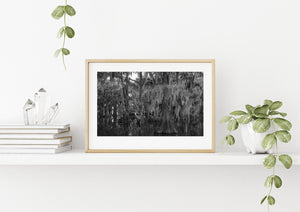 Cypress Trees and Spanish Moss Swamp | Wall Art