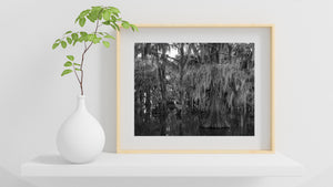 Cypress Trees and Spanish Moss Swamp | Wall Art