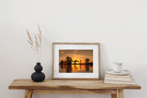Caddo Lake Cypress Trees Against a Golden Sunset