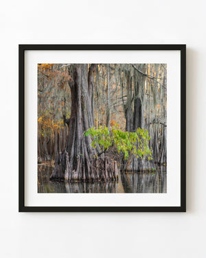 Bright green leaves cross a broad cypress trunk amid hanging moss and autumn swamp foliage.