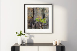 A bright branch stretches across weathered cypress bark against muted autumn woodland.