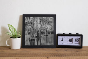 Black and white woodland photograph of ridged cypress bark and delicate hanging moss.