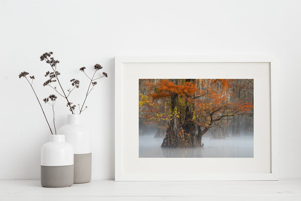 Misty Morning at Caddo Lake - Majestic Cypress Trees | Photo Art Print fine art photographic print