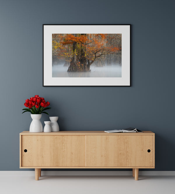 Misty Morning at Caddo Lake - Majestic Cypress Trees | Photo Art Print fine art photographic print