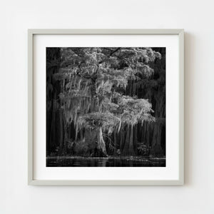 black and white cypress tree in Caddo Lake Texas