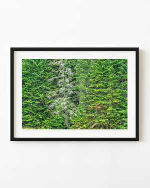A pale dead tree spreads bare branches among dense green forest in Haliburton, Ontario.