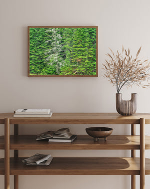 Light branches form an intricate pattern against deep green foliage in an Ontario forest.