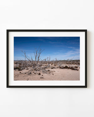Bare dead trees rise from pale sandy ground beneath a deep blue sky near Hyden, Western Australia.