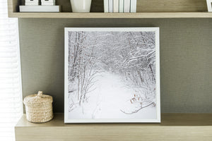Fresh snow outlines tangled twigs above a narrow path through the Haliburton forest.