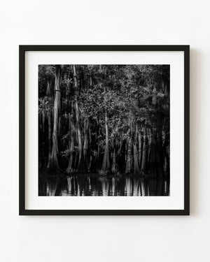 Dense cypress grove with hanging moss and water reflections, black and white photograph.