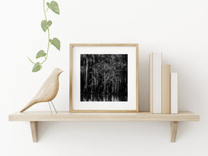 Black and white woodland scene with cypress trees reflected along the water’s edge.