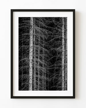 Dense Haliburton conifer forest with pale trunks and fine branches, black and white photograph.