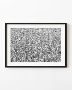 Dense wheat heads and fine stems in a black and white botanical photograph.