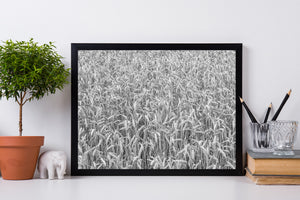 Detailed wheat field texture with bending grain and fine vertical stems.
