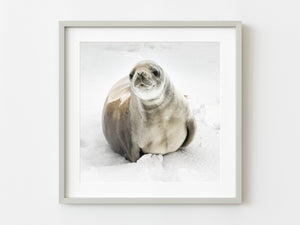 Direct portrait of a large seal in Antarctica | Photo Art Print fine art photographic print