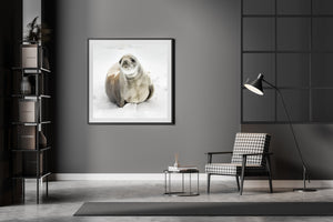 seal resting in snow with direct gaze