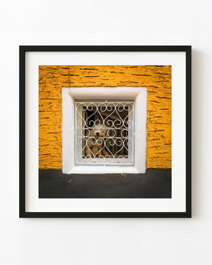 Dog watching through an ornate window grille in a yellow Romanian wall