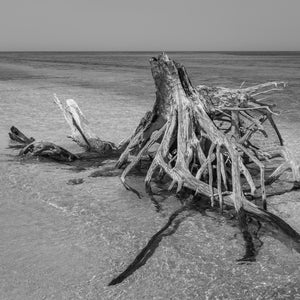 Escena costera de Driftwood en Dry Tortugas en blanco y negro
