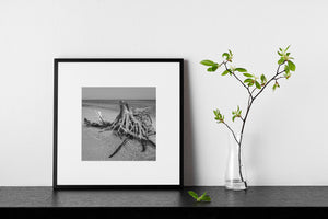 Madera flotante costera parcialmente sumergida en el mar en blanco y negro