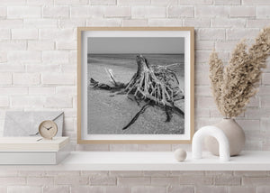 Serena escena costera de madera flotante en Fotografía en blanco y negro