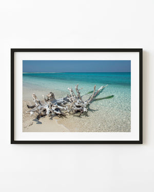 Bleached driftwood beside turquoise water in the Dry Tortugas