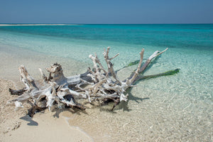 Madera flotante erosionada en la costa arenosa con océano turquesa