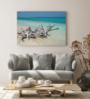 Driftwood roots surrounded by shallow water at the Dry Tortugas