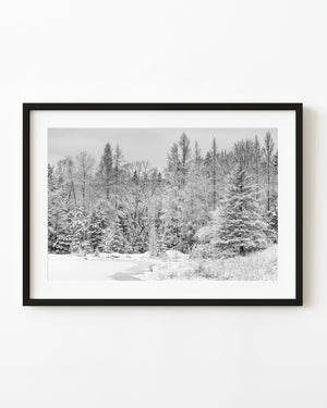 Snow-covered forest beside a Northern Ontario pond in black and white