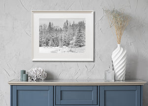 Fresh snow across a Northern Ontario woodland in monochrome