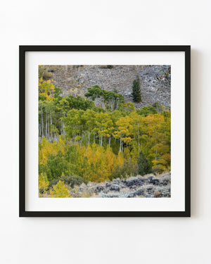 Yellow autumn aspens on a rocky Eastern Sierra hillside