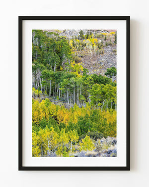 Green and gold autumn trees on an Eastern Sierra hillside