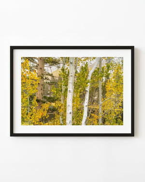 White tree trunks among golden and green autumn leaves in the Eastern Sierra