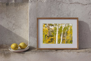 Golden autumn leaves framing white trunks in a Sierra woodland
