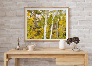 Colour photograph of pale trees and autumn foliage in the Eastern Sierra