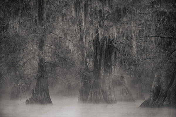 Eerie Morning Mist Louisiana