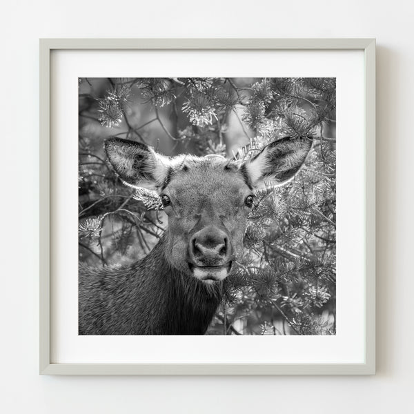 Close-up elk photo in Grand Canyon