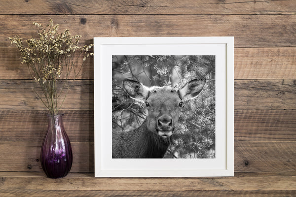 Serene elk close-up at Grand Canyon sunrise