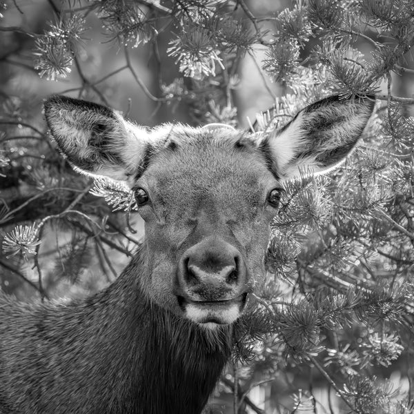 Wildlife elk portrait Grand Canyon National Park