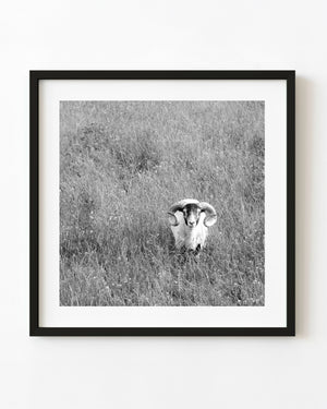A ram with curled horns stands in tall grass in an English meadow, photographed in black and white.